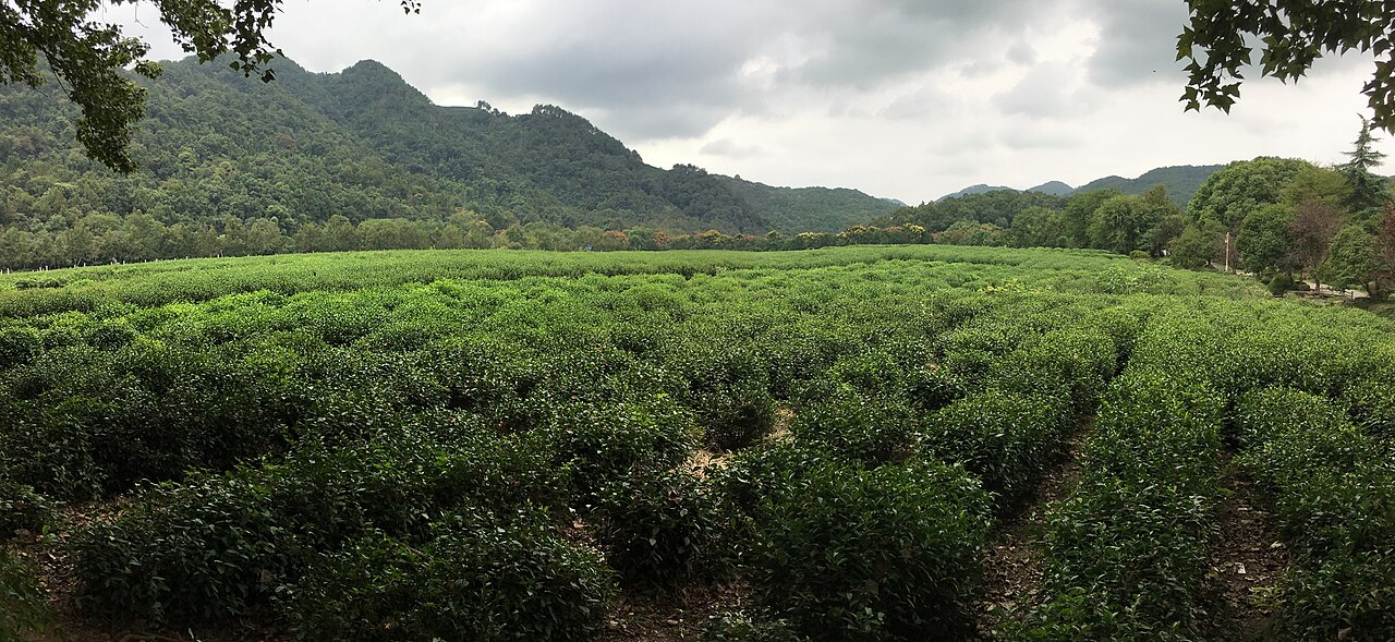 China National Tea Museum in Hangzhou